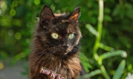 Hinnalisemad kui palju varblasi