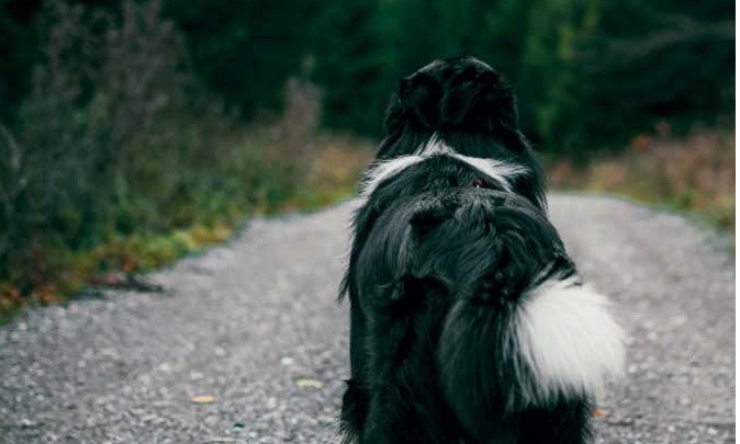 Jalutuskäikude lugu ehk Jumala abi annab elu!